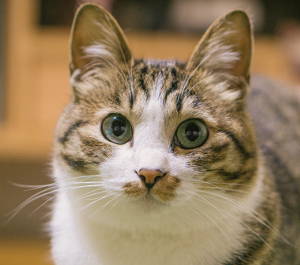 検索順位が上がった方法です